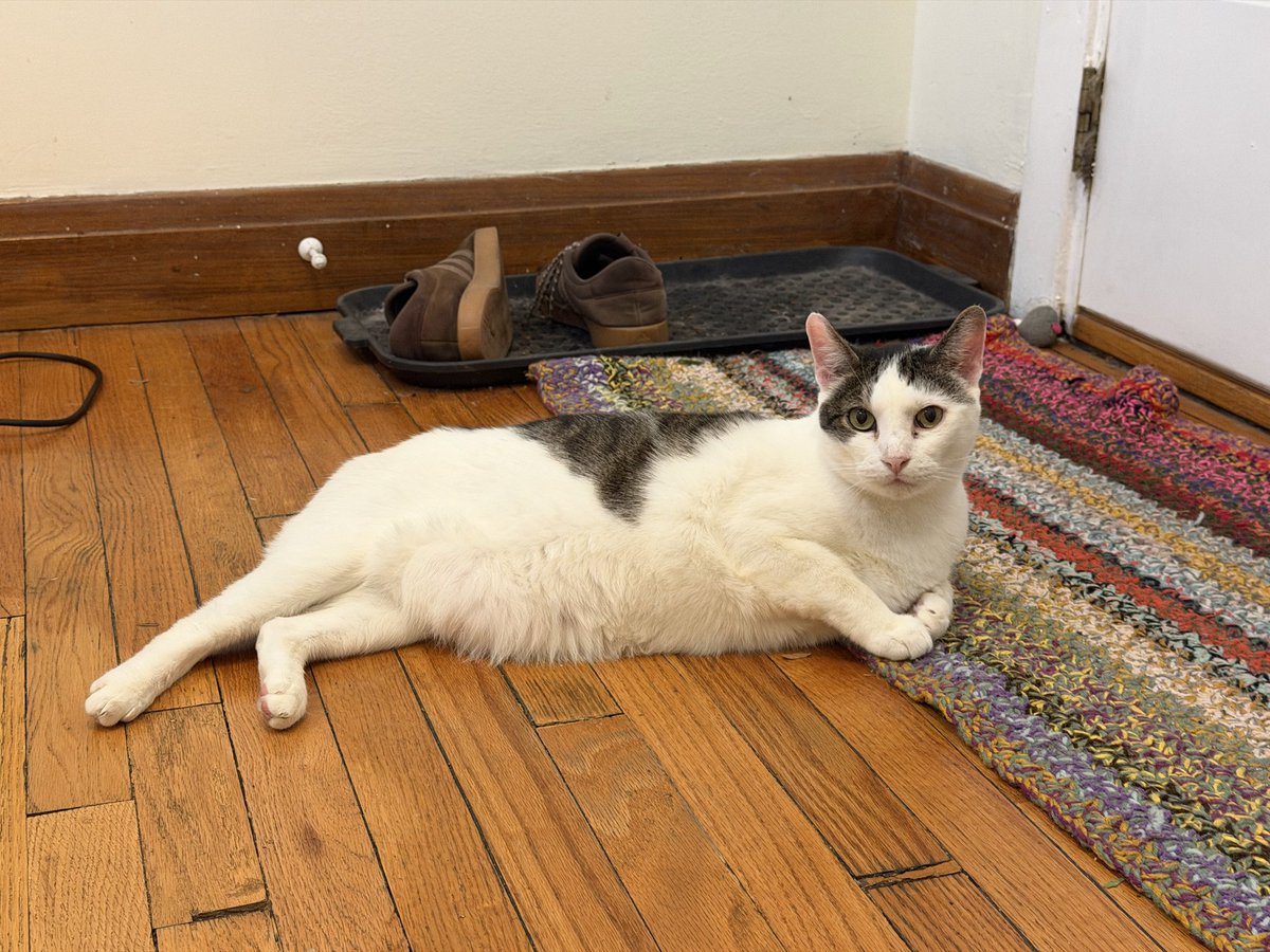 macklecat's tweet photo. mama call me her oafish seal…. I thote I’m cat? https://t.co/xZ9lk5dxZ5