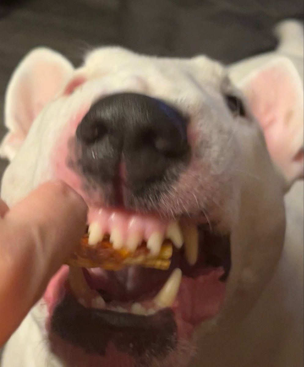 🐶 NELSON tweet media