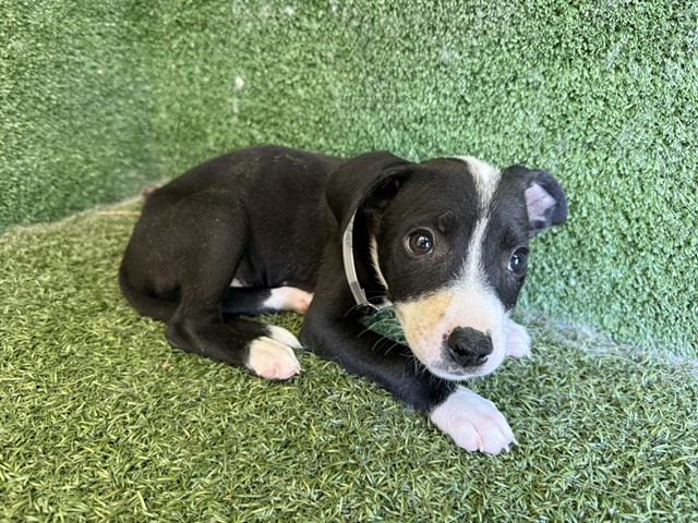 AnimaLancaster's tweet photo. #A5783207
Female, black Labrador Retriever mix
10 weeks old.
https://t.co/utZ71JpYZ1 https://t.co/XlbgRiUGAO