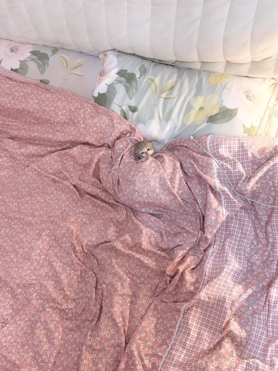 CatCutiekitten's tweet photo. https://t.co/lsCtIoaznw