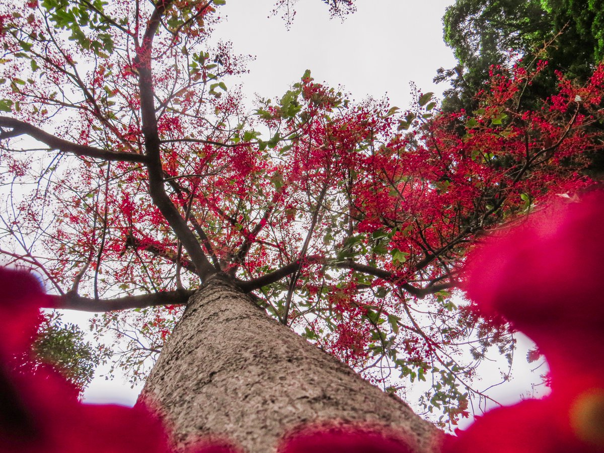 MeshariXCII's tweet photo. Let the trees do the talking. 🌲🌹 https://t.co/CGFYkH3gH0
