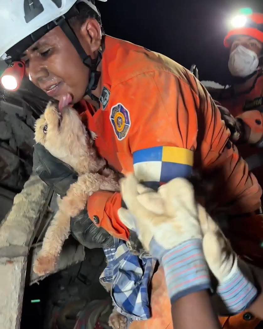 Indie5051's tweet photo. Un perrito agradecido de ser rescatado. https://t.co/2dCDbE0zaY