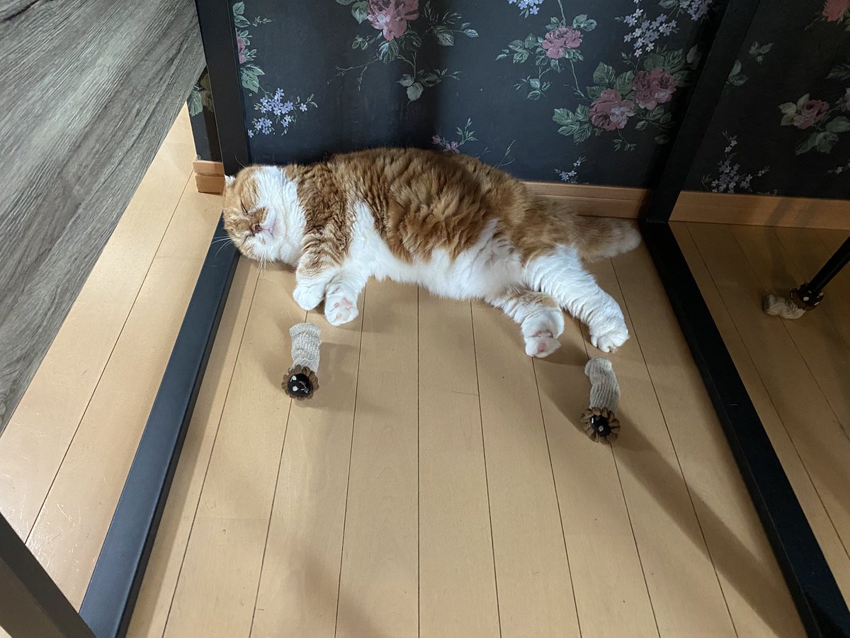 ponta_master's tweet photo. 靴下脱ぎ捨てて寝てる子供みたい https://t.co/U2t4ORUkhE