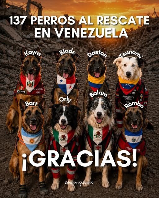 rodolf_guajardo's tweet photo. HOLA! ELLOS SON OCHO DE LOS 137 PERROS QUE HAN RESCATADO YA A MÁS DE 500 VIDAS EN EL TERREMOTO DE VENEZUELA! Cuánto le das del 1 al 10??
Seguime para más: @rodolf_guajardo https://t.co/r7t7Lux5Xl
