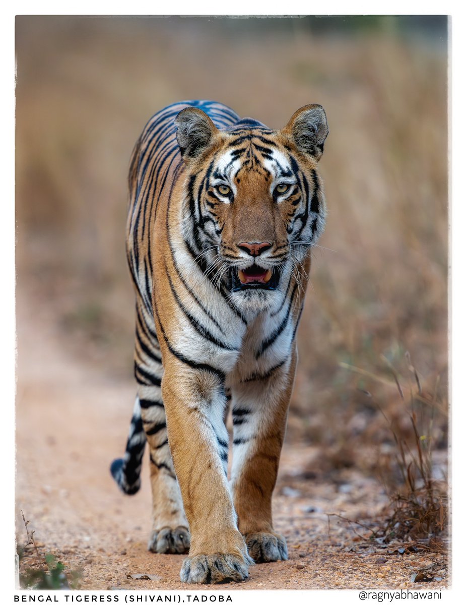 ragnyabhawani's tweet photo. Suprabhat 🙏
"Shivani - Queen Of Tadoba"
Bengal #Tigeress , Tadoba
#TATR @mytadoba
#BirdsSeenIn2026
#IndiAves #natgeoindia
@bahutbadadanda @Devahoothi @sanshali1 @ClimbhiKc @Krishnaa_Murari @NatureIn_Focus https://t.co/hq1H5m7oW6