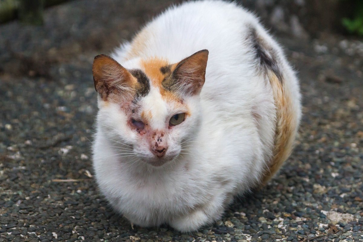 RegWiest's tweet photo. A Tagaytay cat that has been fighting.
Photo, copyright, Reg Wiest https://t.co/B62PpeZv2u