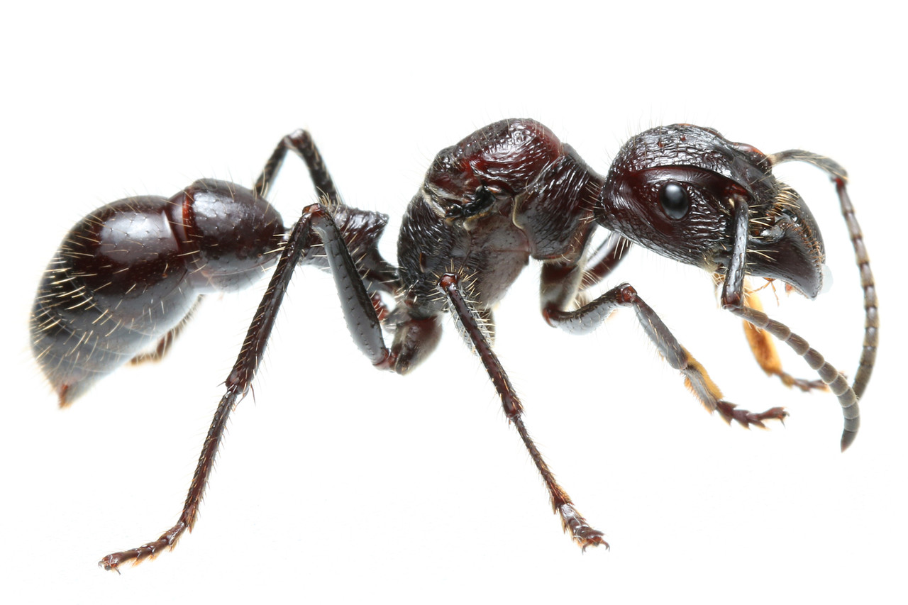 【25mm】ハキリアリの女王標本　Atta cephalotes？ パラポネラ AntRoom 島田拓 on X: 