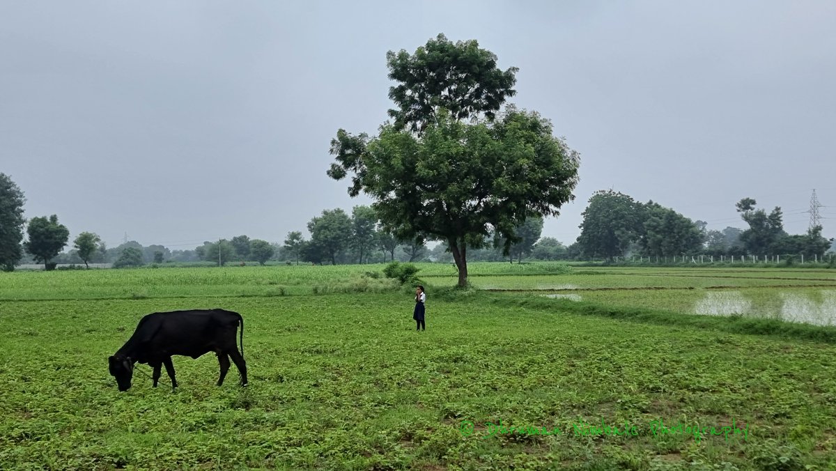 dhruman39's tweet photo. The #morning in #rural landscape!!😘
It is a dynamic, #livingsystem produced by warm #interaction between #mankind and #nature !!👏
#DhrumanNimbalePhotography https://t.co/oB3x1bGpNp