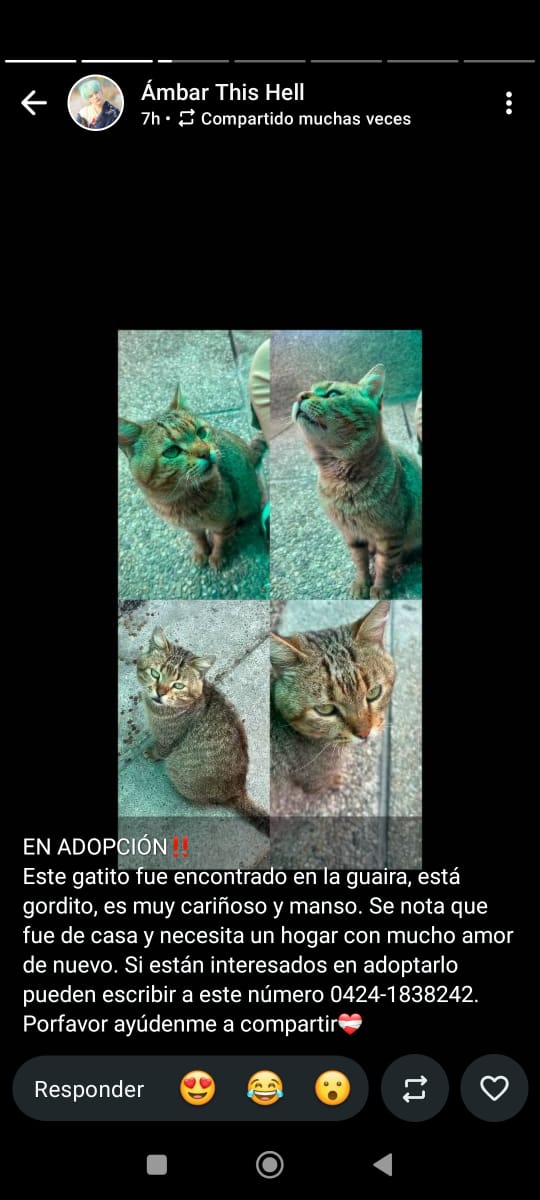 yaracalcagno's tweet photo. Gato encontrado en La Guaira. Se busca a su familia. https://t.co/uggXIQb8IO