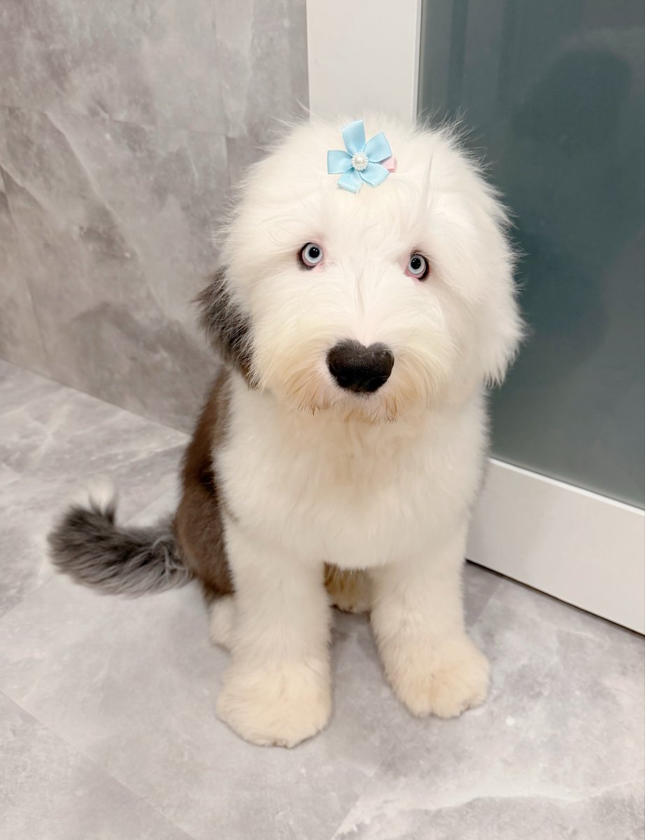 GrandMou_'s tweet photo. シャンプーしてもこもこふわふわになったブルーム🫧前髪も結べる長さになってきました🎀 https://t.co/q8G6XyfN0g