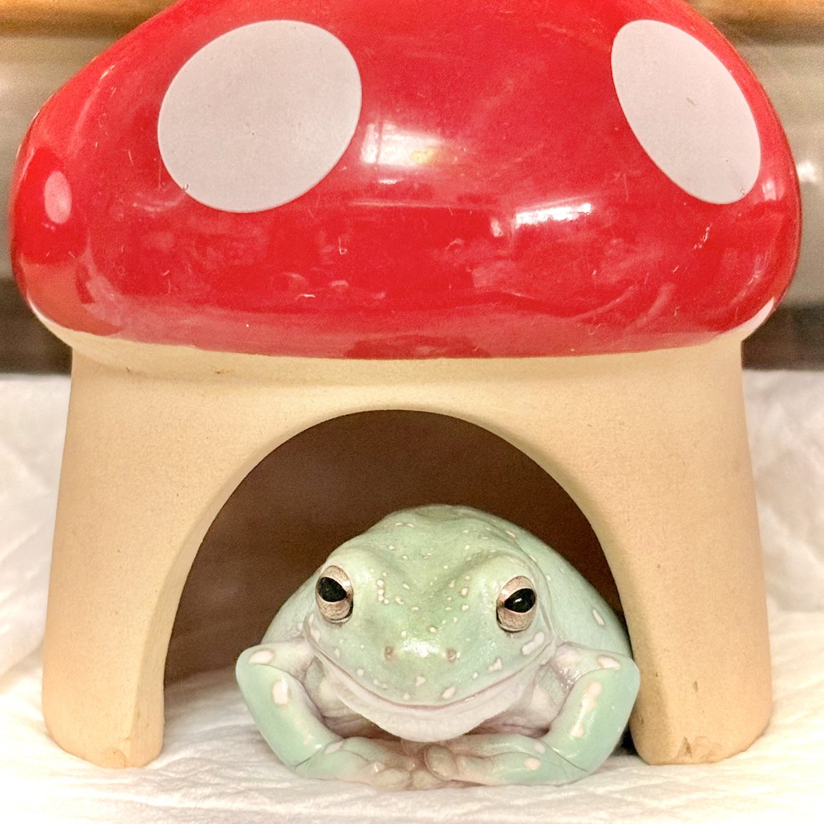 nitapistan's tweet photo. シェルター使うタイプのカエル🐸
#frog #WhiteTreeFrog
#カエル #イエアメガエル https://t.co/OmdFQANzBf