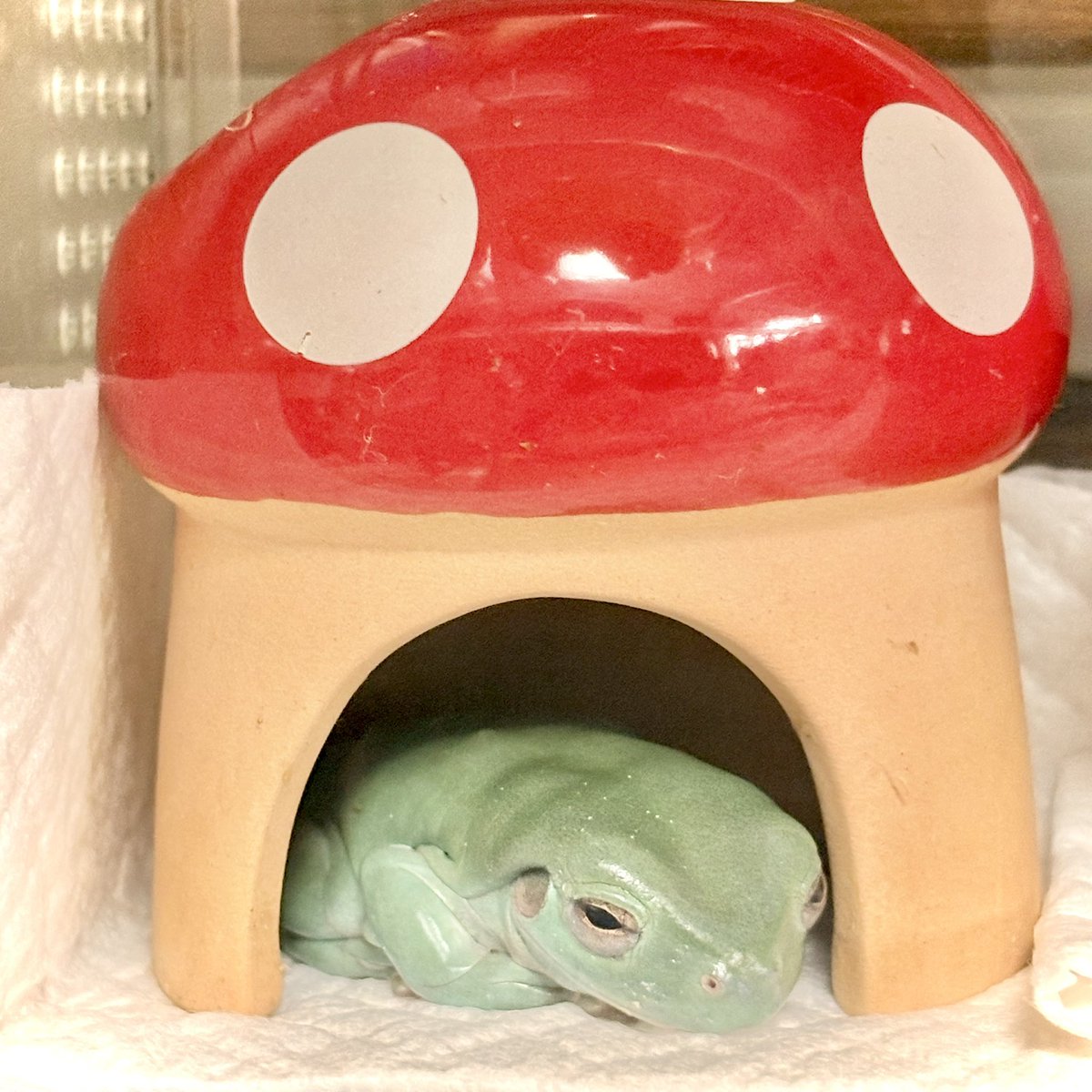 nitapistan's tweet photo. シェルター使うタイプのカエル🐸
#frog #WhiteTreeFrog
#カエル #イエアメガエル https://t.co/OmdFQANzBf
