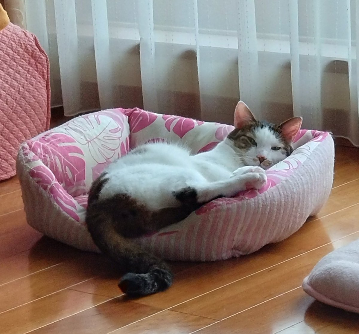 にゃにゃ様 確認ページ 📌𝕏コミュニティ𓃠猫၈集会場𓃠今日のニャンコ🐱