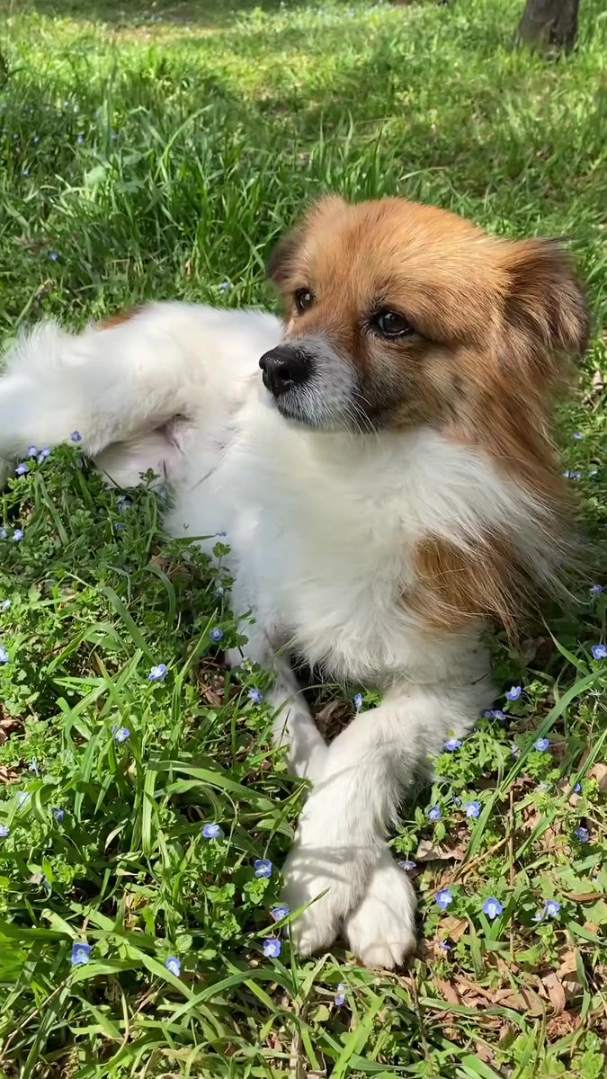 madame_nee's tweet photo. My little puppy just learned to fetch his favorite ball today! Watching him grow from a wobbly furball to a smart, playful buddy fills my heart with so much joy https://t.co/DU1LWedC04