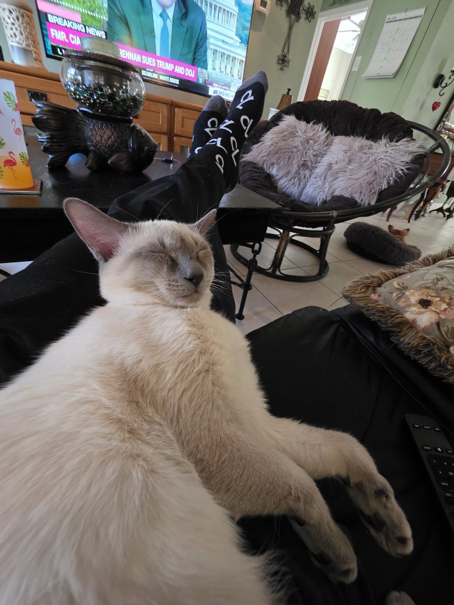 Michaeljos92972's tweet photo. PEANUT EATS AND SLEEPS. 💙 https://t.co/iutsVJo2QR