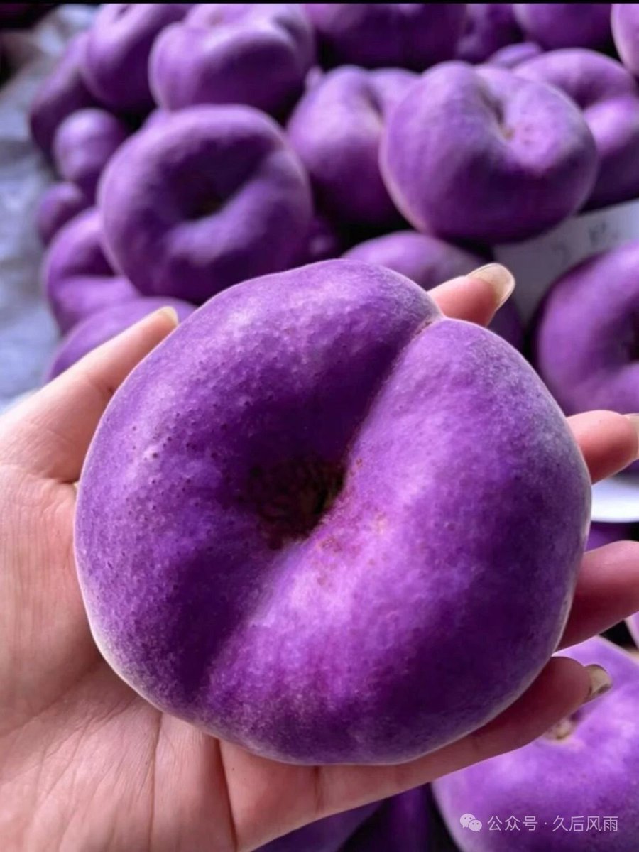 220dinar's tweet photo. Do you love peaches? Have you seen purple peaches? Do you know what they taste like? https://t.co/BA5IhHqmky