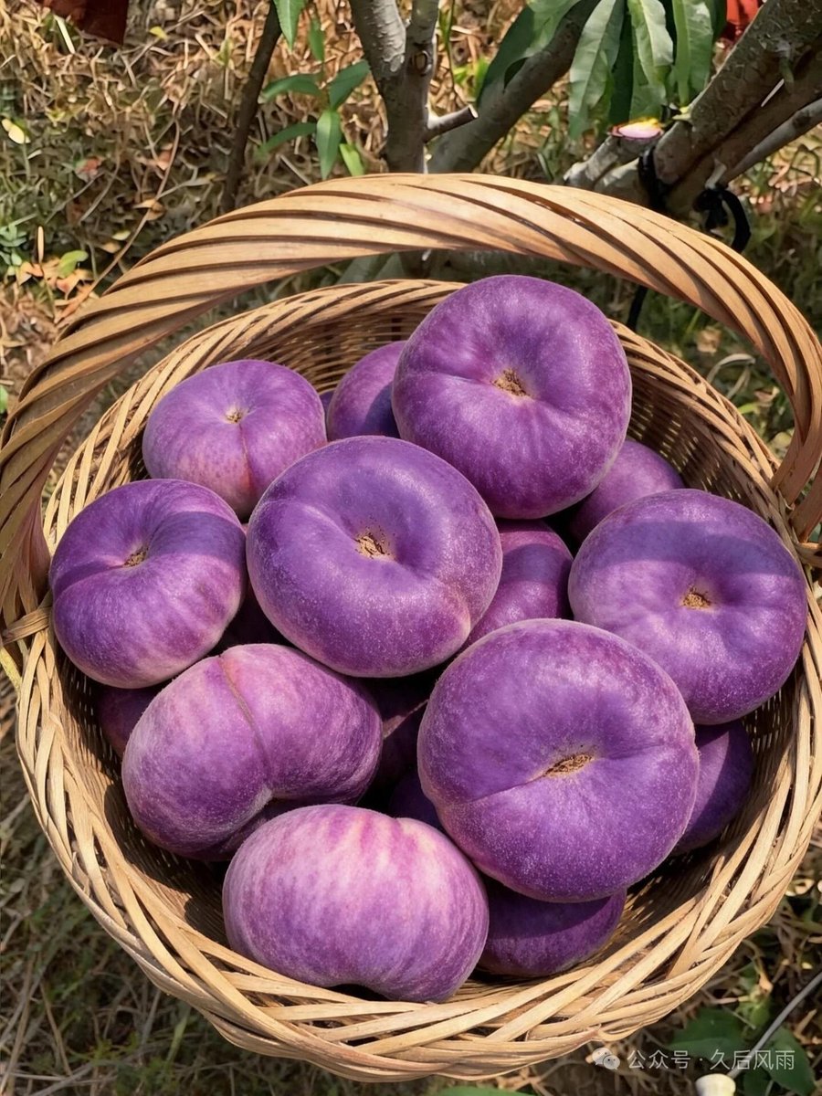 220dinar's tweet photo. Do you love peaches? Have you seen purple peaches? Do you know what they taste like? https://t.co/BA5IhHqmky