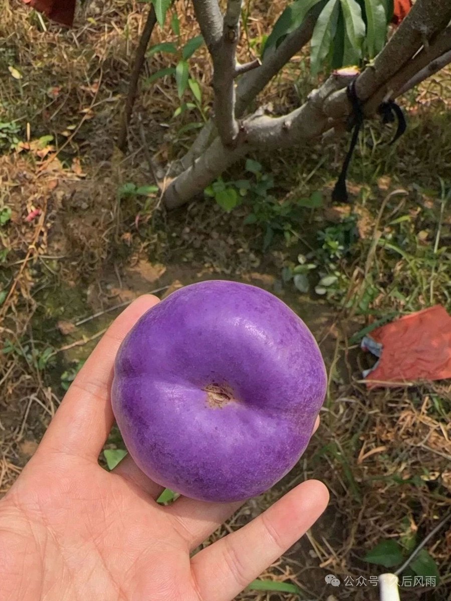 220dinar's tweet photo. Do you love peaches? Have you seen purple peaches? Do you know what they taste like? https://t.co/BA5IhHqmky