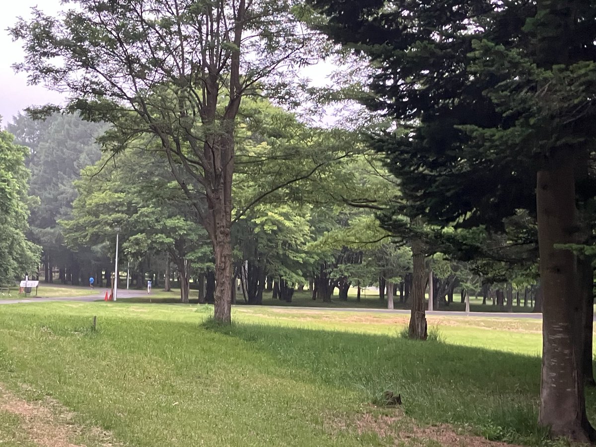 Z6Thc's tweet photo. じっとりと湿度の高い朝です11km走。🦌ファミリーもだんだんと警戒心が薄らいできているような。このまま公園の主のようになってしまうのでしょうか笑。
気がつけばもう７月なのですね。月末には釧路湿原30kmもあるし、なんと言っても北海道マラソンまで2ヶ月を切ってます。前を見て調整しなくちゃ。 https://t.co/dPq2BMsaa9