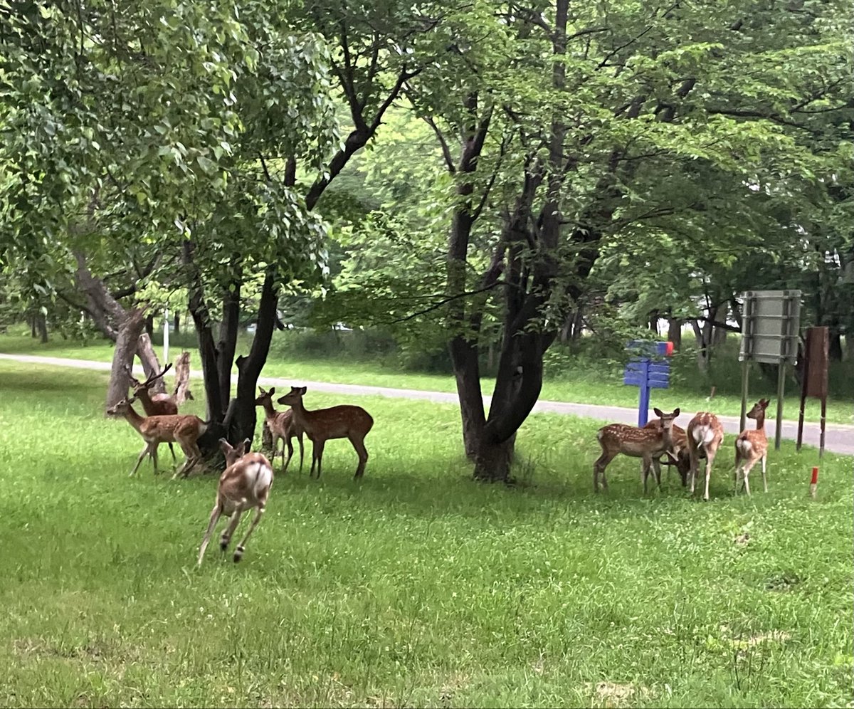 Z6Thc's tweet photo. じっとりと湿度の高い朝です11km走。🦌ファミリーもだんだんと警戒心が薄らいできているような。このまま公園の主のようになってしまうのでしょうか笑。
気がつけばもう７月なのですね。月末には釧路湿原30kmもあるし、なんと言っても北海道マラソンまで2ヶ月を切ってます。前を見て調整しなくちゃ。 https://t.co/dPq2BMsaa9