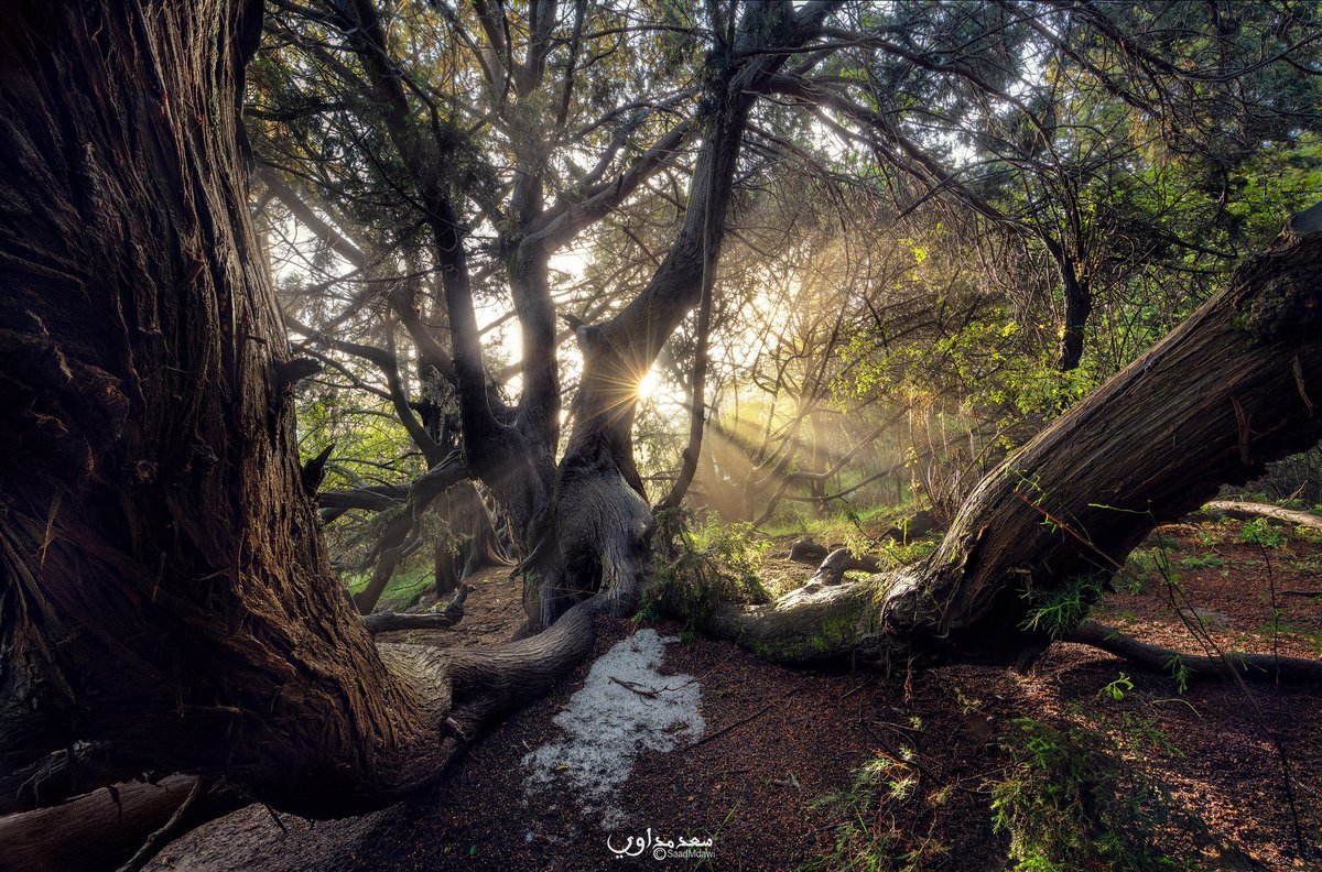 SaudiMagazine's tweet photo. Photo by @saadmdawi  #SaudiArabia https://t.co/fVfkx8oxkQ