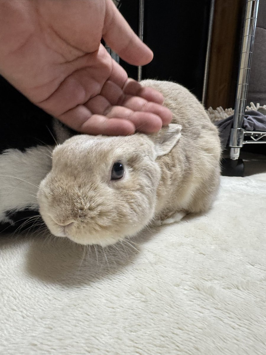 うさぎ(=^ェ^=) 今日もふわふわだね