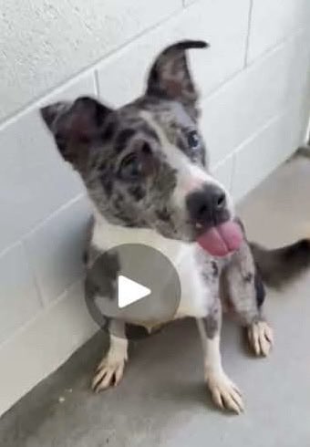 PawsnTails4TX's tweet photo. 💙🎉💙BLUE has been rescued and left the shelter! Thank you all for giving this sweet boy a new beginning and safety 🙏 Working on getting all his info now, please be patient as it will take a few days! 
Congratulations BLUE 🐾🥳
Houston #TX https://t.co/lzHShH10VA