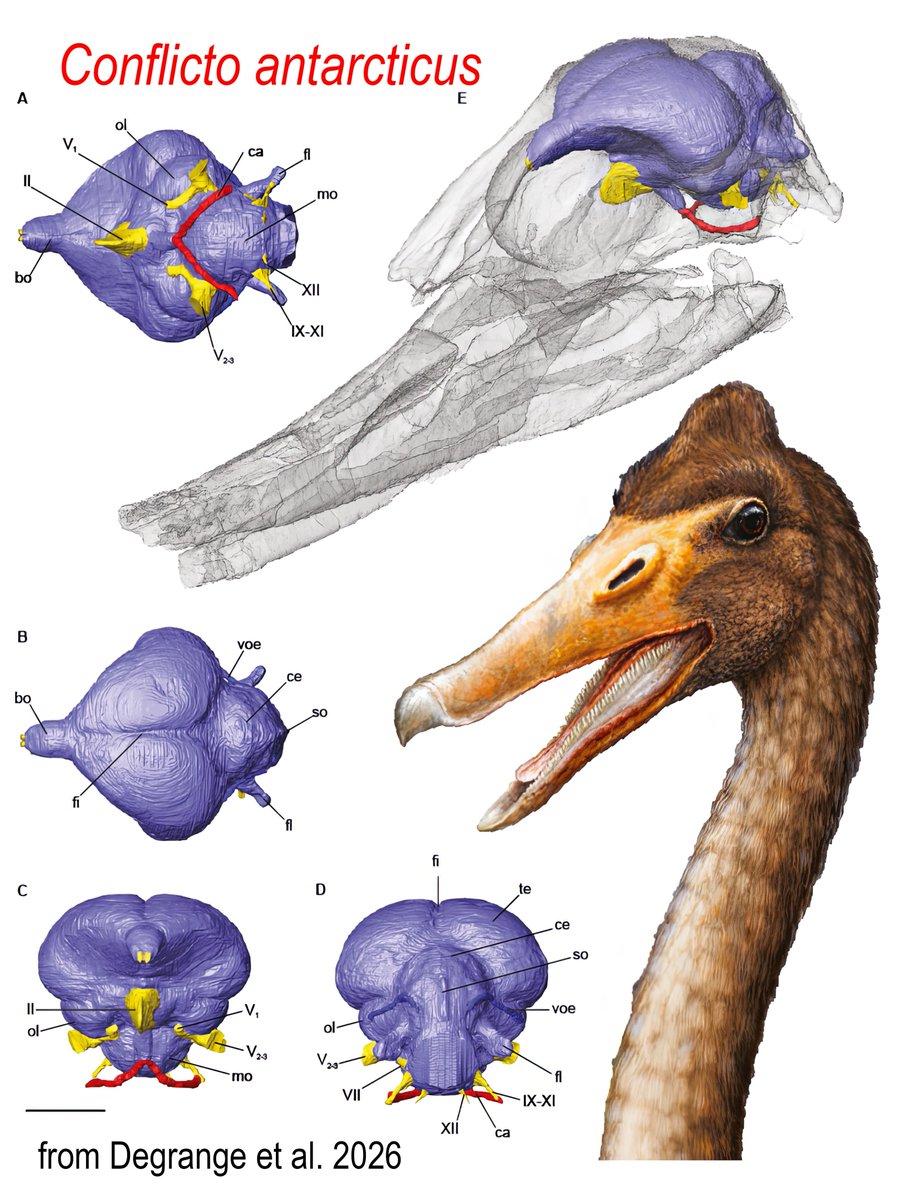 WitmerLab's tweet photo. Excited to see this #OA article ably led by Federico "Dino" Degrange come out today in @RoyalSociety Open Science on the brain endocast &amp; feeding strategies of the Early Paleocene stem-anseriform Conflicto: https://t.co/ZvWkPa2wft. Proud to be on this team &amp; work with Dino again! https://t.co/qToKuFw35m