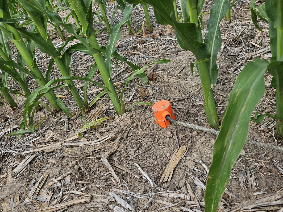 MITLab2024's tweet photo. We are on a good start for 2026 growing season as we get those sensors in the farmer fields. When sensors are correctly installed, data is put in hands of farmers to make better informed irrigation decisions.@wcreec @UNLExtension @UNL_BSE https://t.co/k3KVa6lwZv