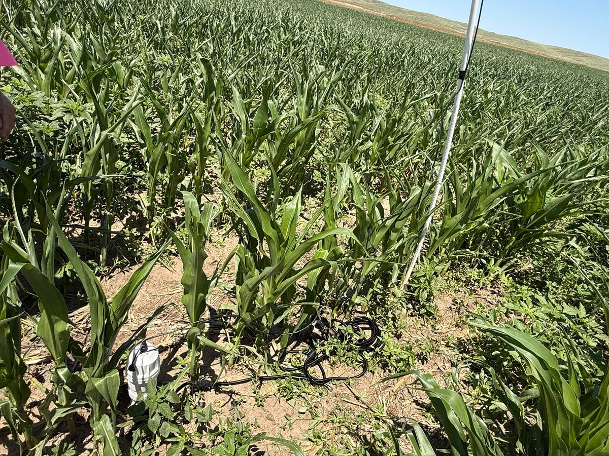 MITLab2024's tweet photo. We are on a good start for 2026 growing season as we get those sensors in the farmer fields. When sensors are correctly installed, data is put in hands of farmers to make better informed irrigation decisions.@wcreec @UNLExtension @UNL_BSE https://t.co/k3KVa6lwZv
