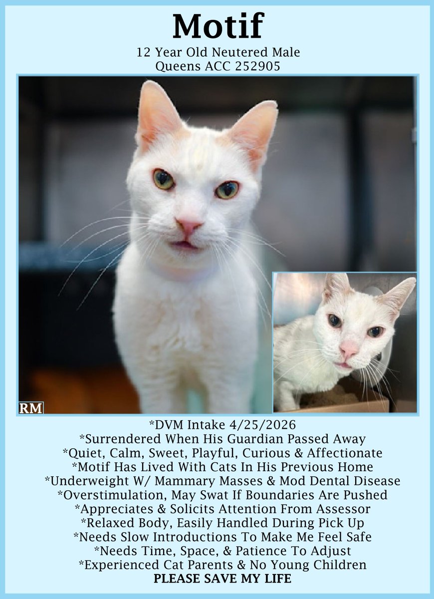 sachikoko's tweet photo. 🆘URGENT🆘SENIOR ALERT🙏🏾PLZ KEEP SHARING🆘
🙏🏾PLZ #PLEDGE 2 SAVE MY LIFE
💰$500 STIPEND💰
💘Sweet 12YO #Senior White Kitty "MOTIF"💘
😿💔Owner Passed Away, Has Mammary Masses &amp; Dental Dz
▶️252905 https://t.co/yHBUUWRRE7
🚨Still Needs #Adoption #Rescue #Foster🚨
#Queens #NYCACC https://t.co/wWd6qDIHrP