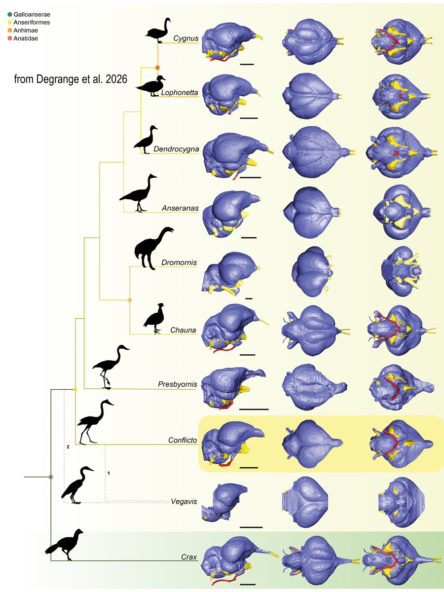WitmerLab's tweet photo. Excited to see this #OA article ably led by Federico "Dino" Degrange come out today in @RoyalSociety Open Science on the brain endocast &amp; feeding strategies of the Early Paleocene stem-anseriform Conflicto: https://t.co/ZvWkPa2wft. Proud to be on this team &amp; work with Dino again! https://t.co/qToKuFw35m