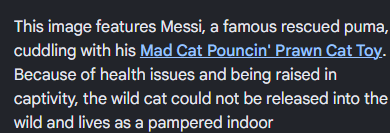 PetaIS0L's tweet photo. PUNCH 2.0???

A rescue Puma's mother died so they gave it a lobster toy to keep him company,

AND HIS NAME IS LITERALLY "MESSI"!!!!
Going viral on Instagram too - https://t.co/R9PdiOk0AJ https://t.co/dAT3F1eKEk