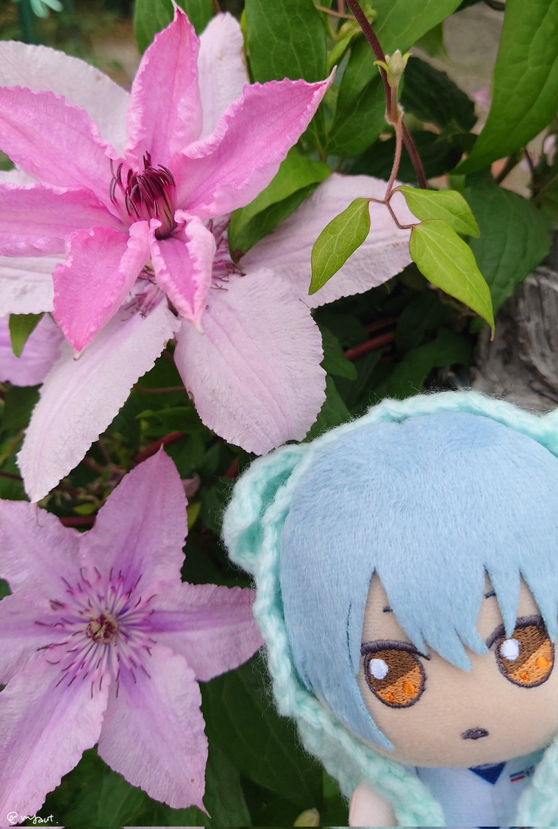 cca_momo's tweet photo. ねにゃんとクレマチス
#まほやく_ぬい https://t.co/A2wHQN1jv0