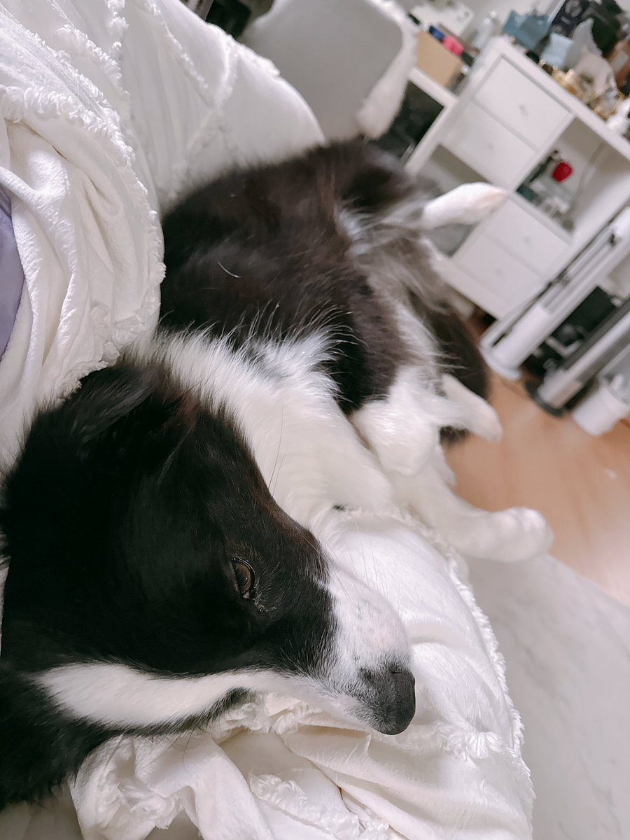gisemitty's tweet photo. 早く撫でなさい https://t.co/Wf5K6iCBJ5