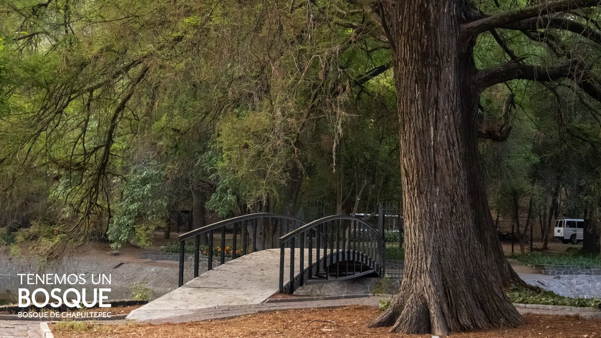 ChapultepecCDMX's tweet photo. Hoy es el día del ícono de Chapultepec y nuestro árbol nacional: ¡el  Ahuehuete! 🌳

Dentro de las cuatro secciones del Bosque, habitan cerca de 1,000 ejemplares en distintas fases de crecimiento y con edades que llegan hasta los 500 años 🤓 https://t.co/R15igiKhuO