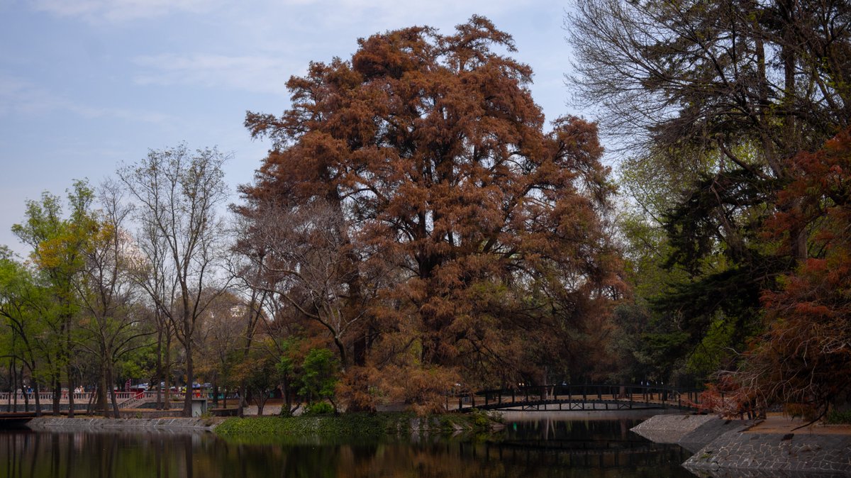 ChapultepecCDMX's tweet photo. Hoy es el día del ícono de Chapultepec y nuestro árbol nacional: ¡el  Ahuehuete! 🌳

Dentro de las cuatro secciones del Bosque, habitan cerca de 1,000 ejemplares en distintas fases de crecimiento y con edades que llegan hasta los 500 años 🤓 https://t.co/R15igiKhuO