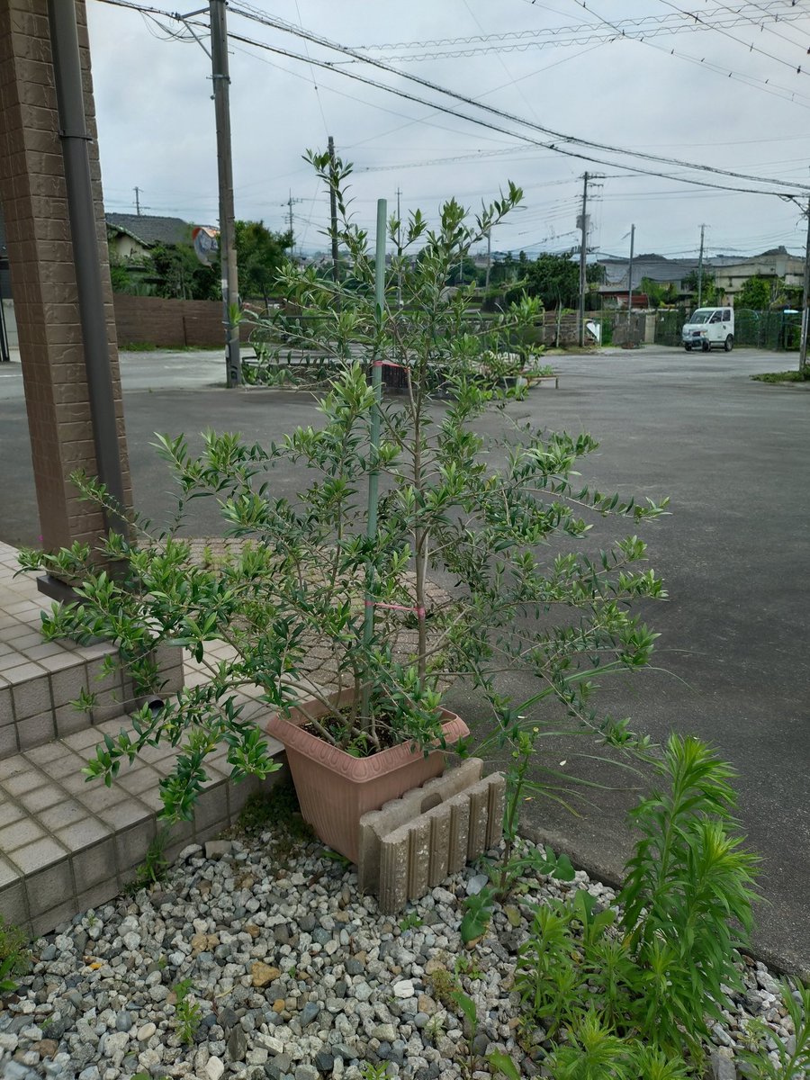 itomenako's tweet photo. 2026年7月、オリーブを植えてから14ヶ月が経過。5月下旬に花が咲き、6月下旬頃から実がなり始めました。自分が思ったより、たくさんの実が付いていて驚いています。だけど、枝が揺れると実がすぐに落ちてしまう。#ガーデニング　#果樹　#オリーブ https://t.co/HsbhYoWgVr