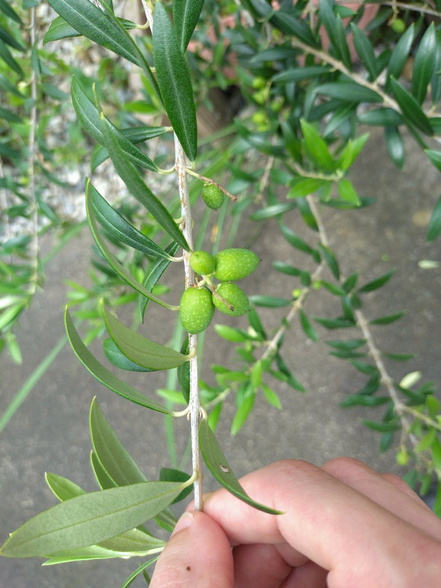 itomenako's tweet photo. 2026年7月、オリーブを植えてから14ヶ月が経過。5月下旬に花が咲き、6月下旬頃から実がなり始めました。自分が思ったより、たくさんの実が付いていて驚いています。だけど、枝が揺れると実がすぐに落ちてしまう。#ガーデニング　#果樹　#オリーブ https://t.co/HsbhYoWgVr