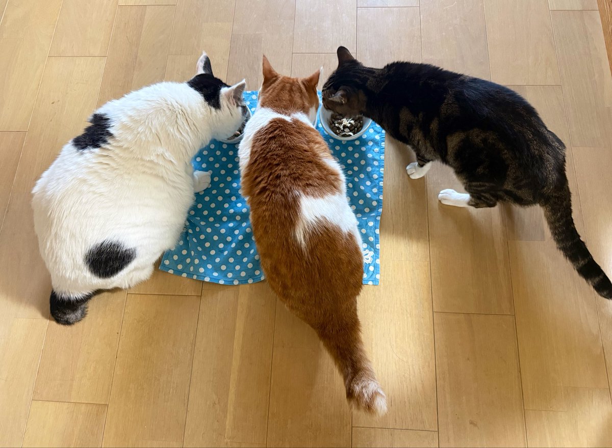 solalalako's tweet photo. おはようございます

ザーザー☂️ https://t.co/ThlL5l0KwX