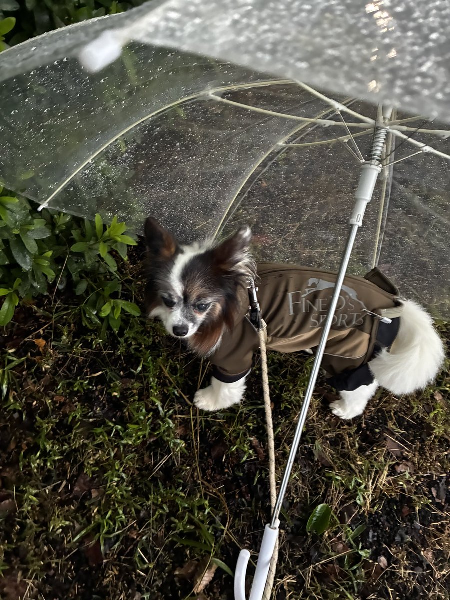 papillon3260's tweet photo. 今日の朝んぽ☔️
昼過ぎまで雨らしい…
昼んぽは☁️がいいなぁ。
#朝んぽ
#雨んぽ
#パピヨン
#シニア犬
#保護犬 https://t.co/VPwG8Mq3b2