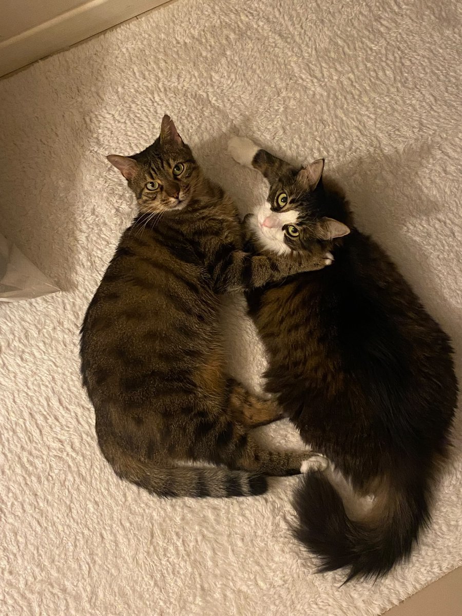 abercrombiya's tweet photo. Lütfen yardımcı olabilir misiniz? İzmir’de kedileri sahiplendirmemiz gerekiyor. Son 3 günleri kimseyi bulamadık. Öğrenci arkadaşlar mama kum desteği yapacağız. Hastalıkta da yanlarında oluruz. Bu iki güzelliği sahiplenmek ister misiniz? Yaşları da +9 kimse istemiyor. Rt lütfen https://t.co/pVTkHz7wTF