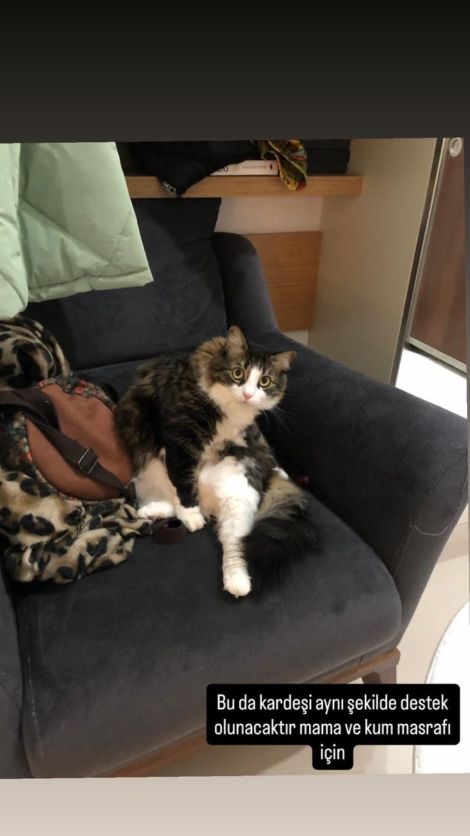 abercrombiya's tweet photo. Lütfen yardımcı olabilir misiniz? İzmir’de kedileri sahiplendirmemiz gerekiyor. Son 3 günleri kimseyi bulamadık. Öğrenci arkadaşlar mama kum desteği yapacağız. Hastalıkta da yanlarında oluruz. Bu iki güzelliği sahiplenmek ister misiniz? Yaşları da +9 kimse istemiyor. Rt lütfen https://t.co/pVTkHz7wTF