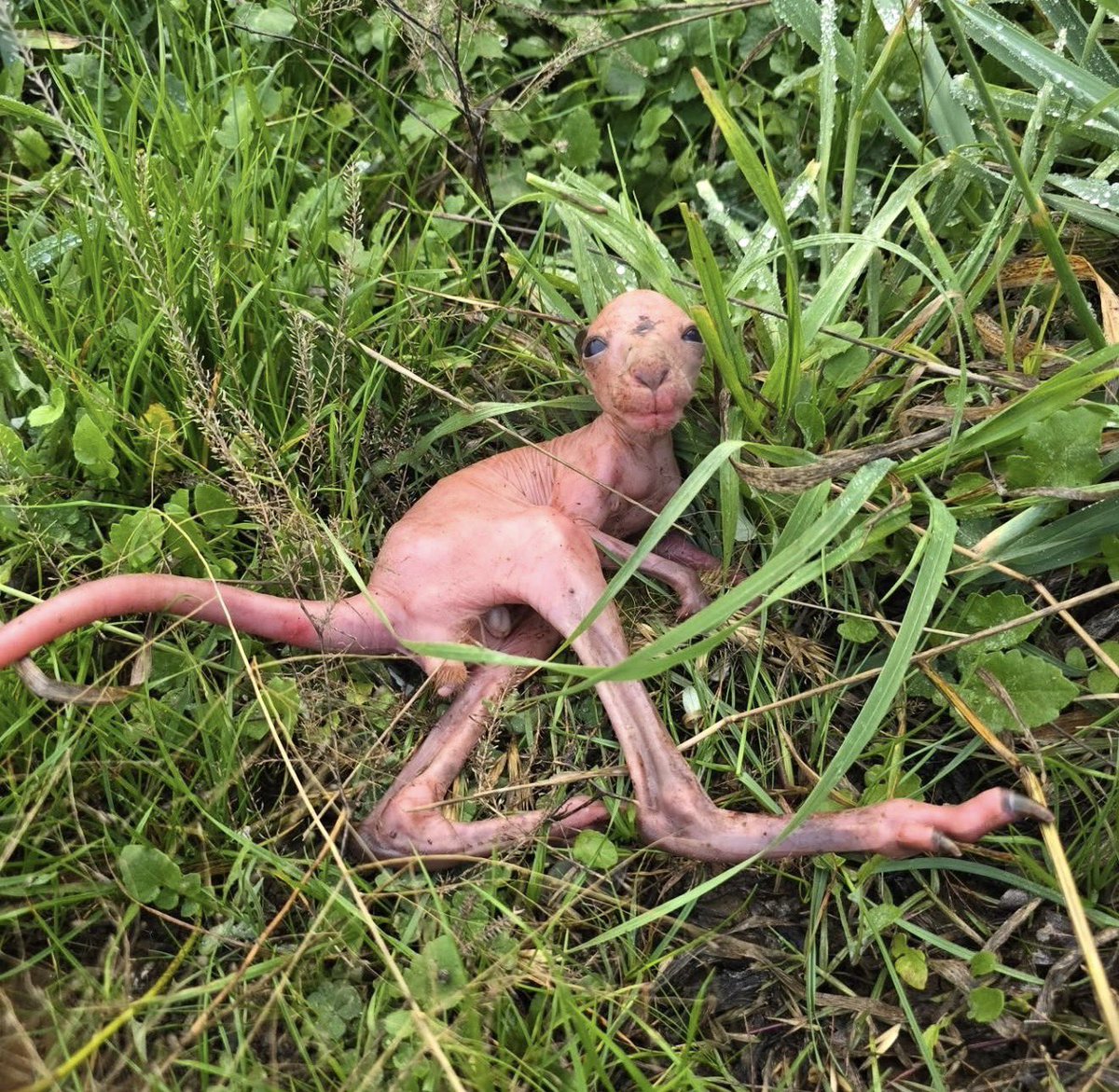 hopes_revenge's tweet photo. found  this     behind  Bestbuy https://t.co/Gsu6SSENLp
