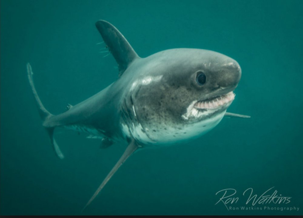SarcastickLaf's tweet photo. Tuber vs Species https://t.co/Om9xx6MDy2