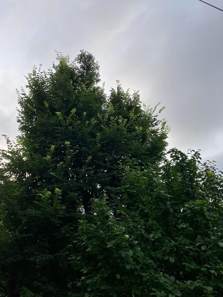 yow_f's tweet photo. 朝の空。
雲に染み込んだ青。
［2026.7.1］ https://t.co/PmI1TUT9XB