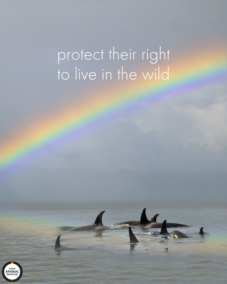 MoveTheWorldUS's tweet photo. Protect their right to live in the wild. 🧡 https://t.co/Fmh3PX5E7u