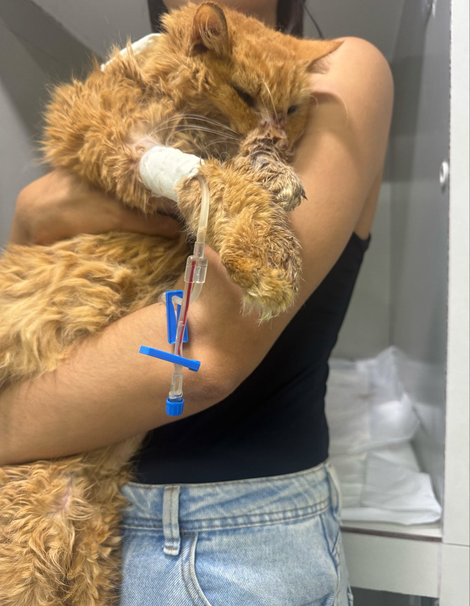 ajudeodourado's tweet photo. Meu gato felv + está internado com pneumonia e doença renal. Preciso quitar as diárias (R$ 290) os gastos são muito altos! Ele precisa de ajuda URGENTE para não sair da internação! Você pode me ajudar compartilhando, doando ou comprando na rifa? 🙏🥺

🔑rayaneferreiran3@gmail.com https://t.co/JL229K3pJJ