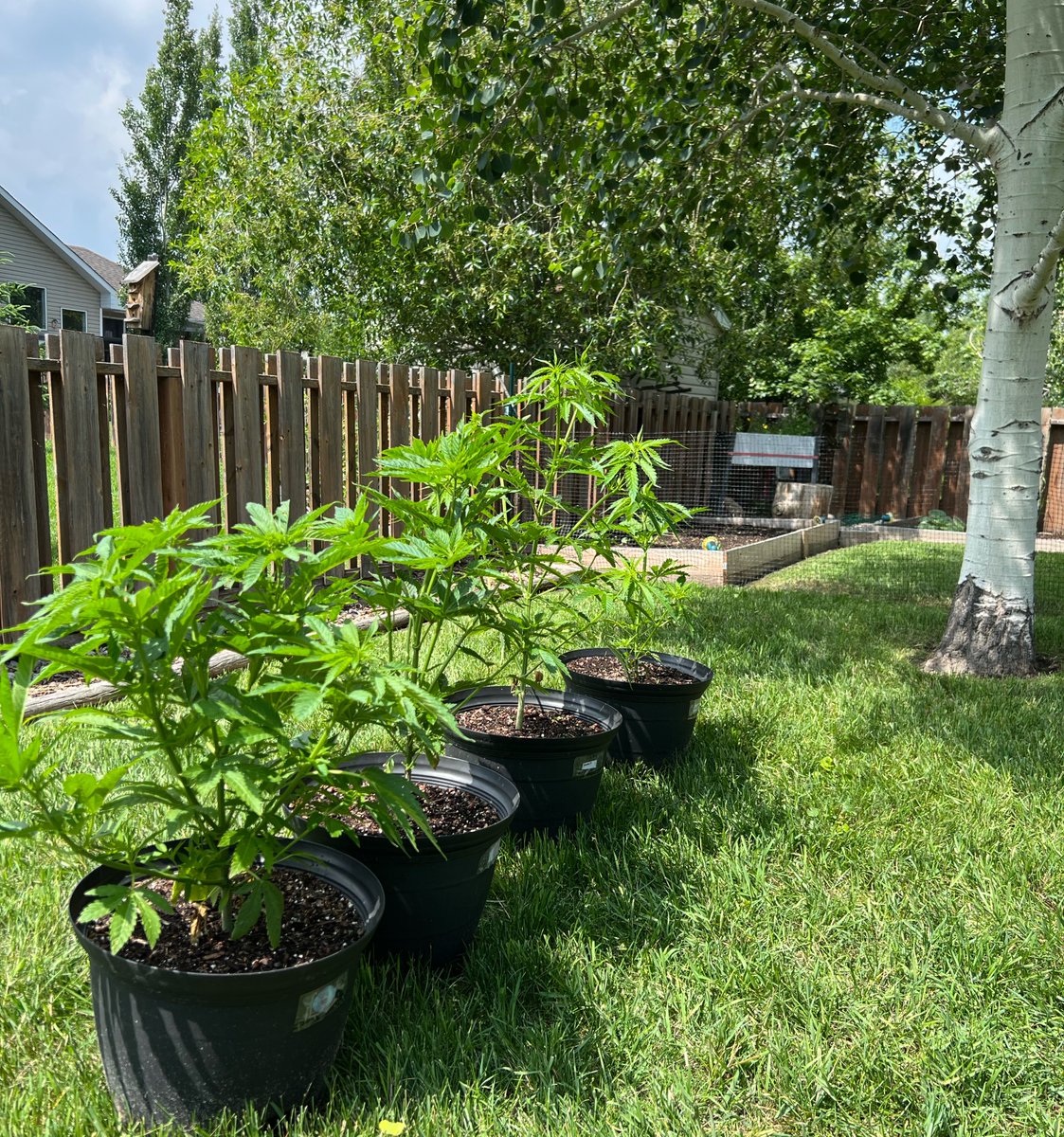 StonerDad's tweet photo. Canada is one of the few countries with some of the most relaxed cannabis laws in the world. I am so grateful and lucky that I was born here and won’t go to jail for simply existing, taking my meds and growing a plant 🇨🇦 https://t.co/gVCrgu6YzA