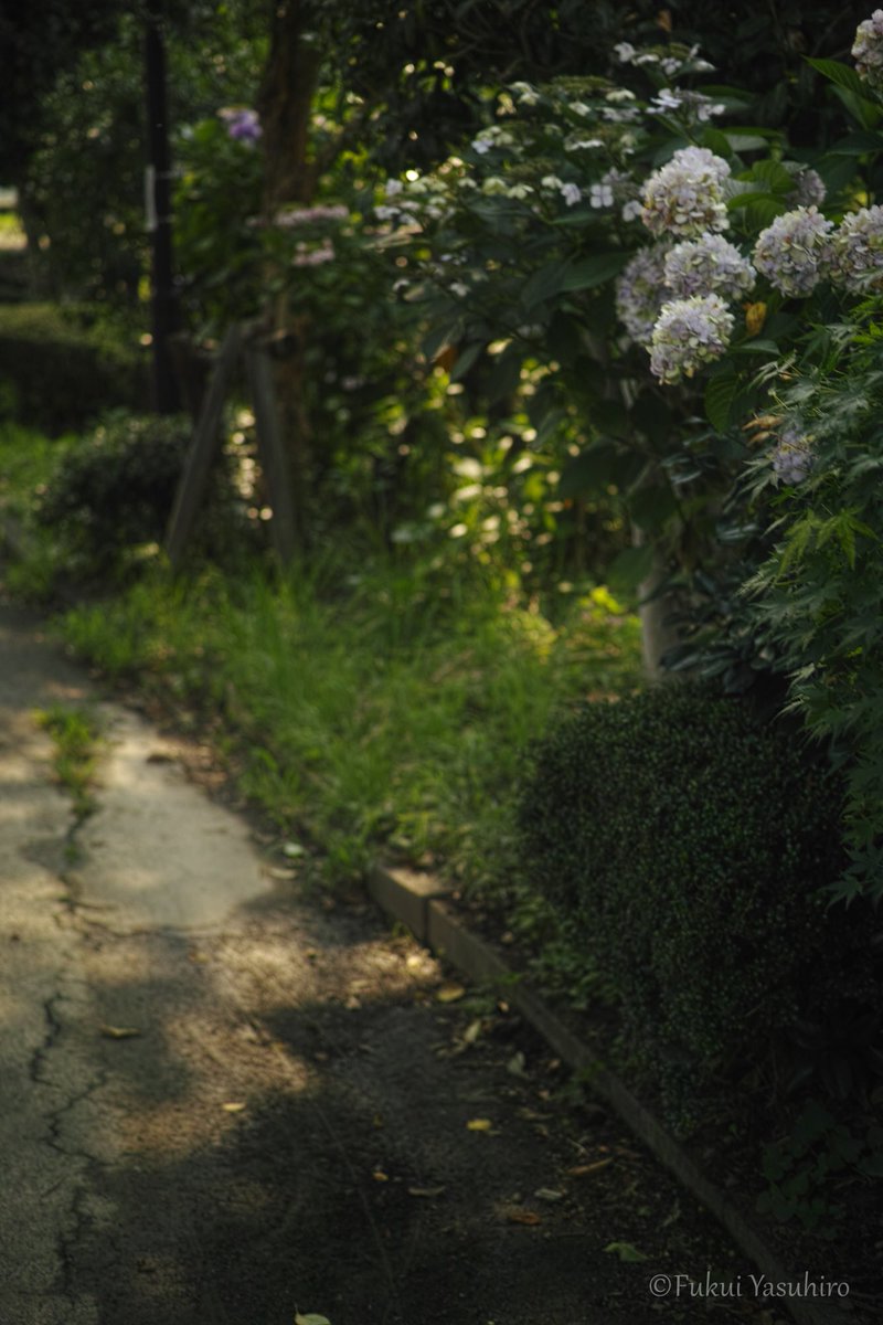 YasuhiroFukui2's tweet photo. 光とお散歩
SIGMA dp3 merrill
#dp3m
#foveon
#SIGMA https://t.co/TFD3KXrDNj